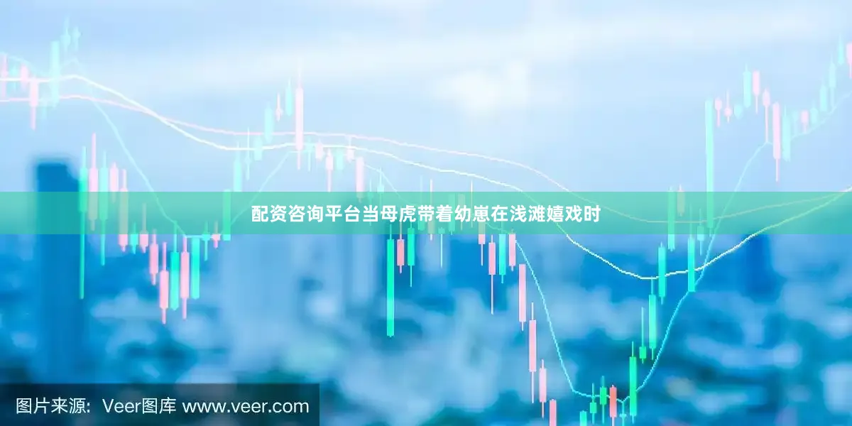 配资咨询平台当母虎带着幼崽在浅滩嬉戏时